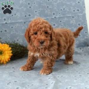 Timothy, Miniature Poodle Puppy