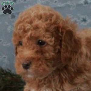 Timothy, Miniature Poodle Puppy