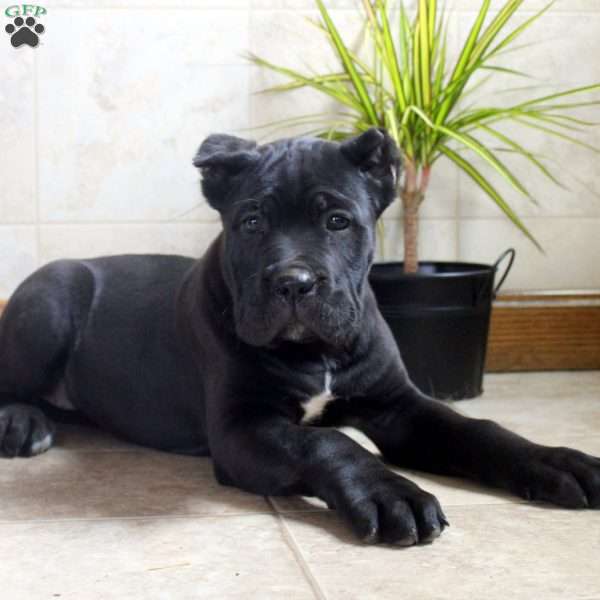 Tina, Cane Corso Puppy