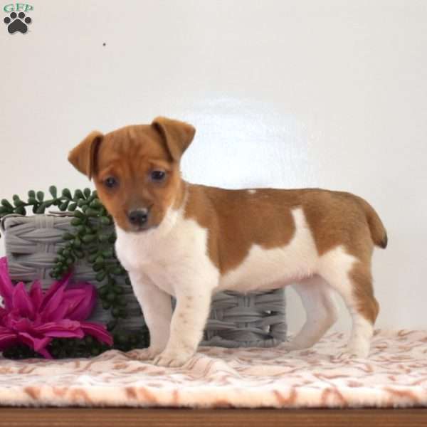 Tinkerbell, Jack Russell Terrier Puppy