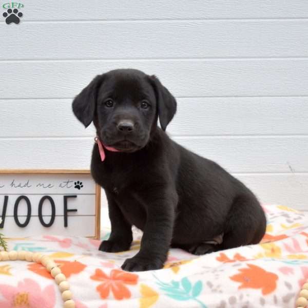 Tinkerbell, Labrador Mix Puppy