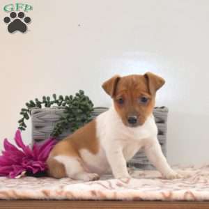 Tinkerbell, Jack Russell Terrier Puppy