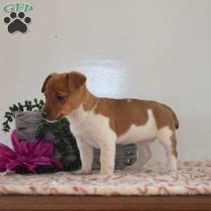 Tinkerbell, Jack Russell Terrier Puppy