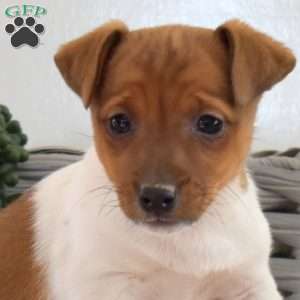 Tinkerbell, Jack Russell Terrier Puppy