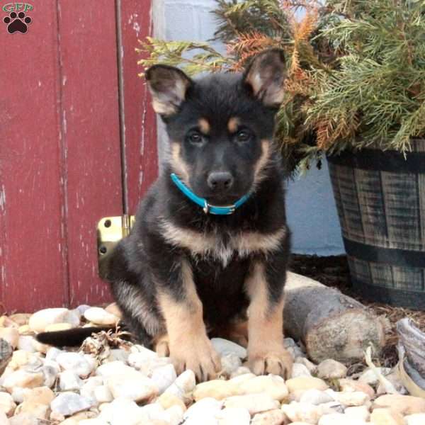 Titan, German Shepherd Puppy