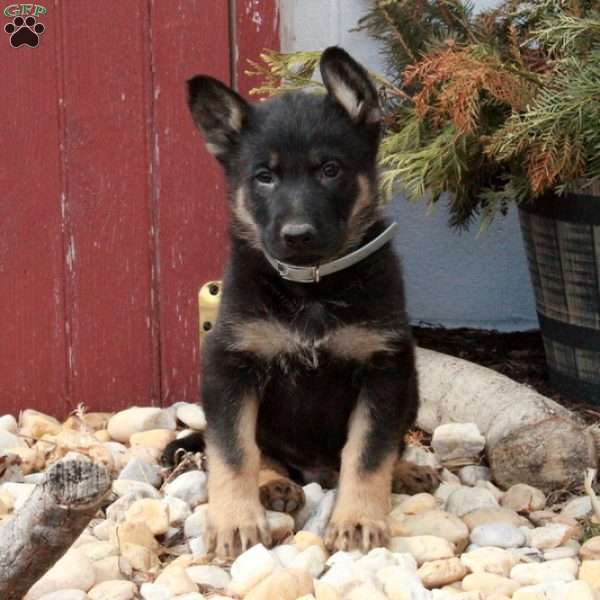 Titas, German Shepherd Puppy