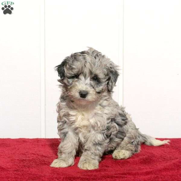 Tito, Mini Bernedoodle Puppy