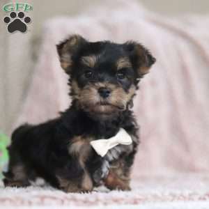 Toby, Yorkie-Chon Puppy