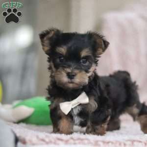 Toby, Yorkie-Chon Puppy