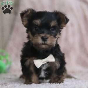 Toby, Yorkie-Chon Puppy