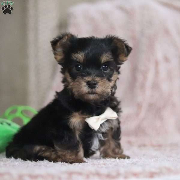 Toby, Yorkie-Chon Puppy