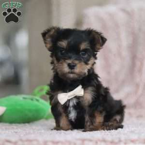 Toby, Yorkie-Chon Puppy