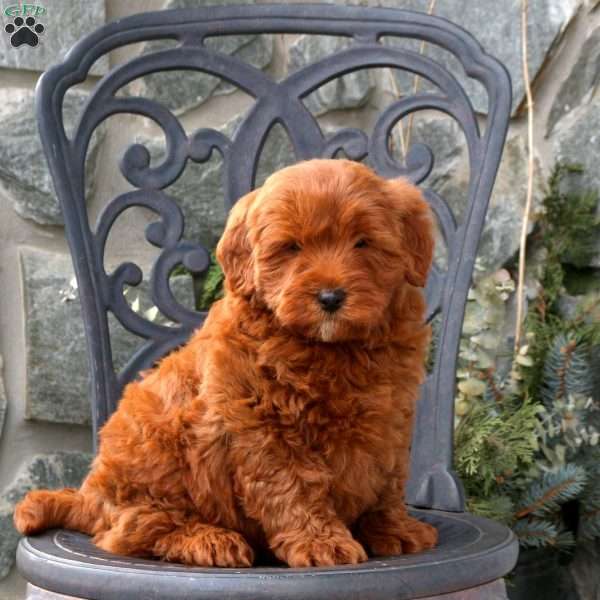 Toby, Mini Labradoodle Puppy