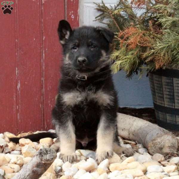 Toby, German Shepherd Puppy