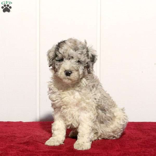 Toby, Mini Bernedoodle Puppy