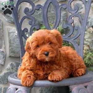 Toby, Mini Labradoodle Puppy