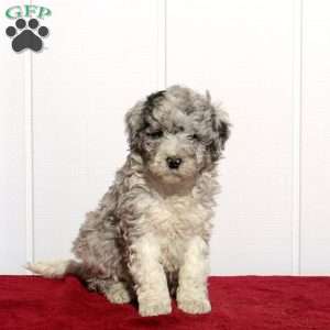 Toby, Mini Bernedoodle Puppy