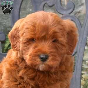 Toby, Mini Labradoodle Puppy