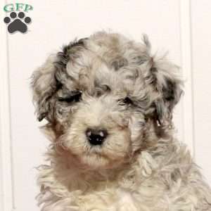 Toby, Mini Bernedoodle Puppy