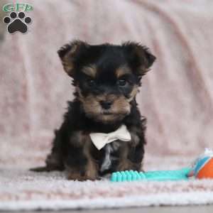 Toby, Yorkie-Chon Puppy