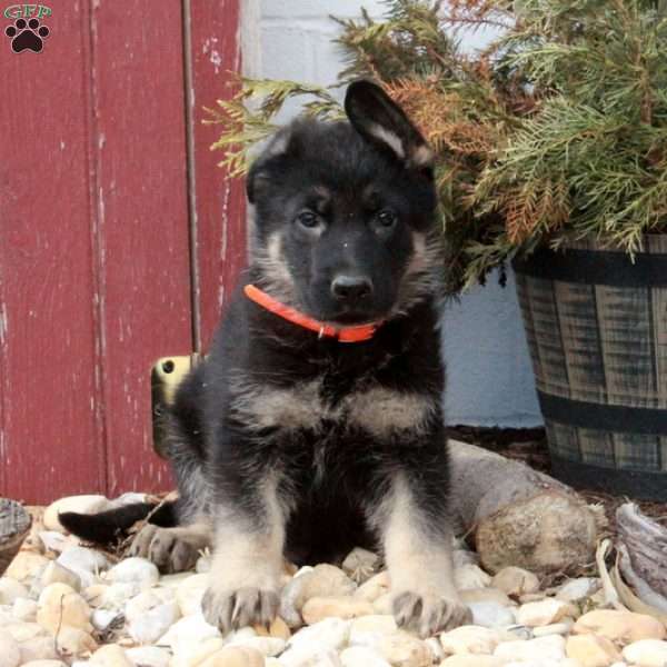 Todd, German Shepherd Puppy