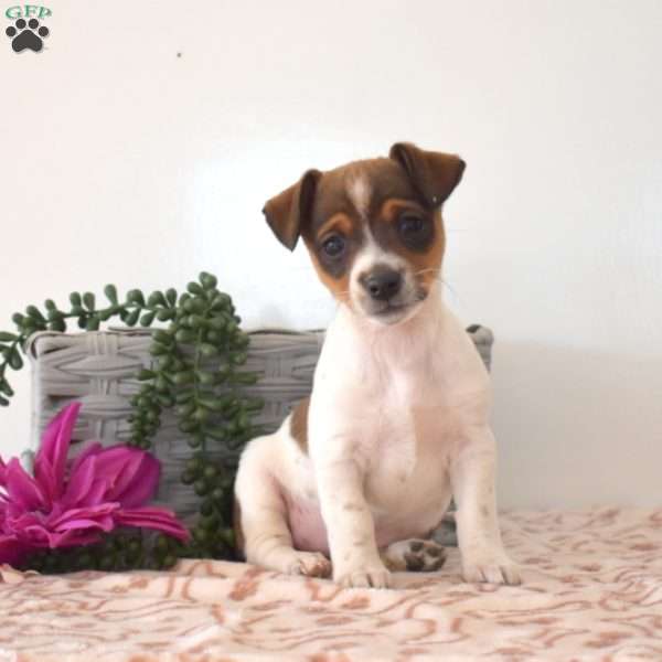 Toffee, Jack Russell Terrier Puppy