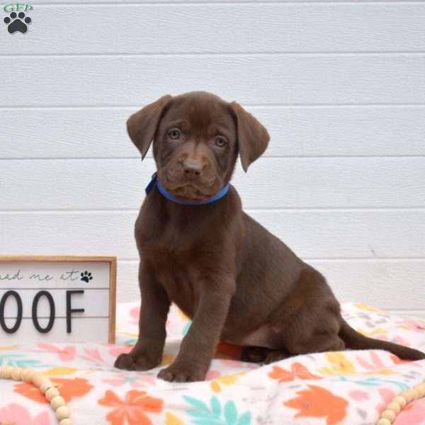 Toffee, Labrador Mix Puppy