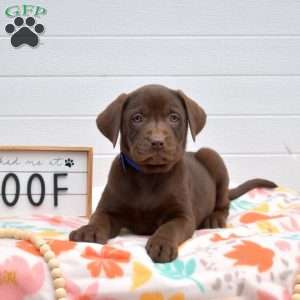 Toffee, Labrador Mix Puppy