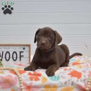 Toffee, Labrador Mix Puppy