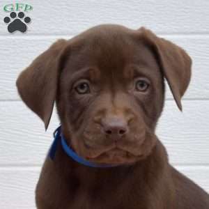 Toffee, Labrador Mix Puppy