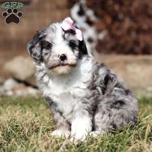 Tootsie, Mini Goldendoodle Puppy