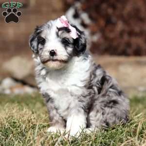 Tootsie, Mini Goldendoodle Puppy