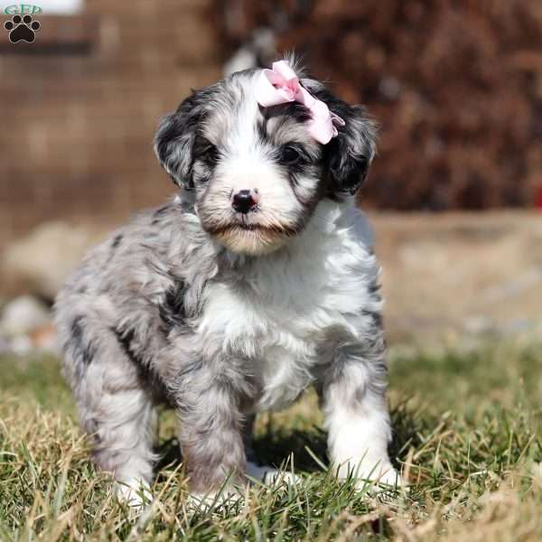 Tootsie, Mini Goldendoodle Puppy