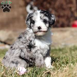 Tootsie, Mini Goldendoodle Puppy