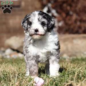 Tootsie, Mini Goldendoodle Puppy