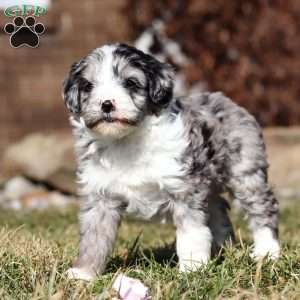 Tootsie, Mini Goldendoodle Puppy