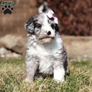 Tootsie, Mini Goldendoodle Puppy