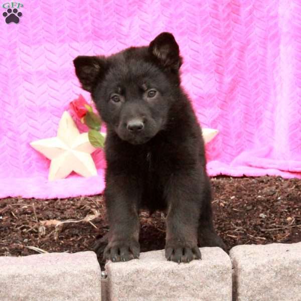 Topher, German Shepherd Puppy