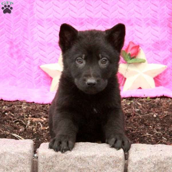 Tori, German Shepherd Puppy