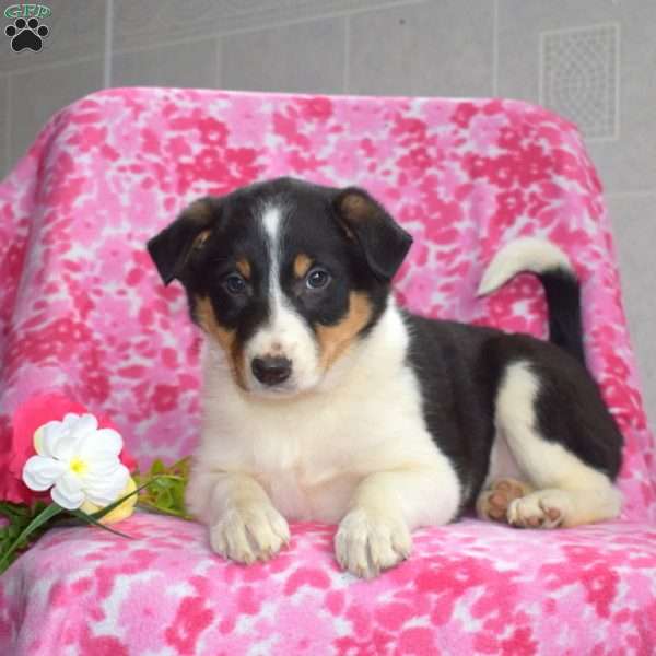 Tracy, Border Collie Puppy