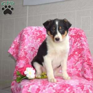 Tracy, Border Collie Puppy