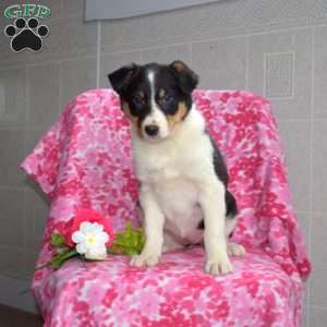 Tracy, Border Collie Puppy