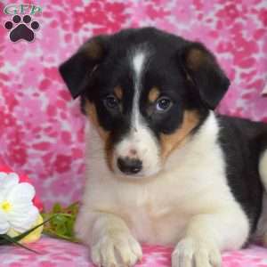 Tracy, Border Collie Puppy