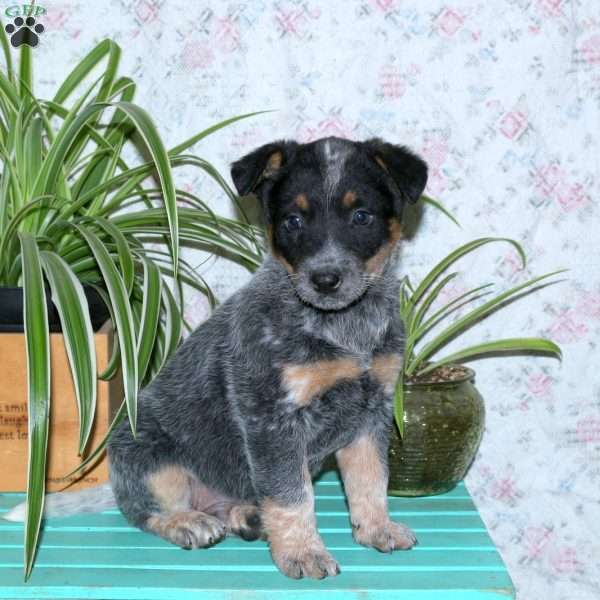 Traeger, Blue Heeler – Australian Cattle Dog Puppy