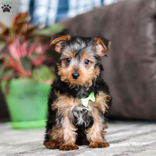 Travis, Yorkie Puppy