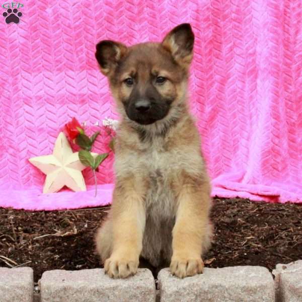 Tristan, German Shepherd Puppy