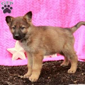 Tristan, German Shepherd Puppy