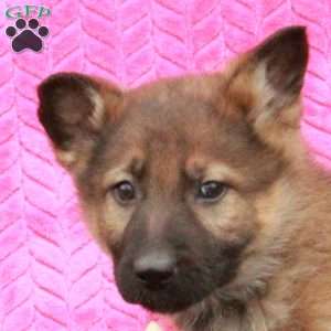 Tristan, German Shepherd Puppy