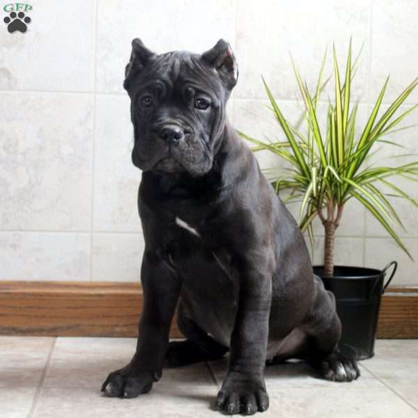 Trixie, Cane Corso Puppy