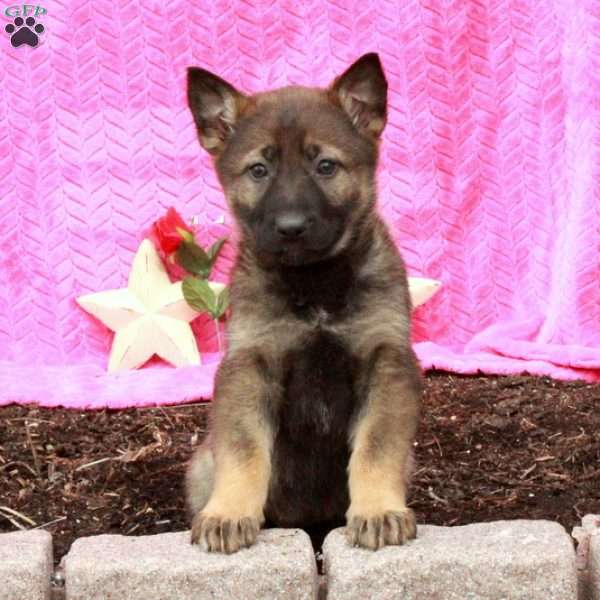 Trixie, German Shepherd Puppy